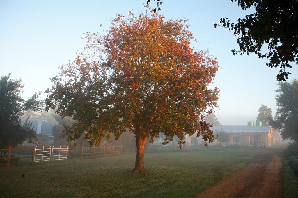 Sneezewood Farm Bed&Breakfast And Self-Catering Cottage 丹地 外观 照片